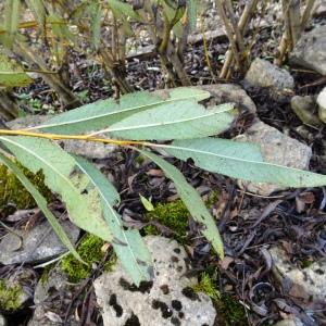 Photographie n°2538459 du taxon Salix daphnoides Vill. [1779]