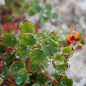 Photographie n°2538625 du taxon Hypericum nummularium L.