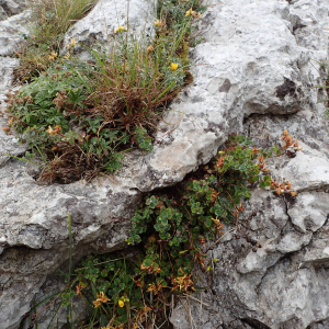 Photographie n°2538628 du taxon Hypericum nummularium L.