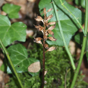 Photographie n°2538652 du taxon Neottia nidus-avis (L.) Rich. [1817]