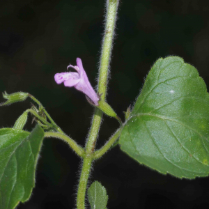 Photographie n°2538659 du taxon Clinopodium nepeta (L.) Kuntze [1891]