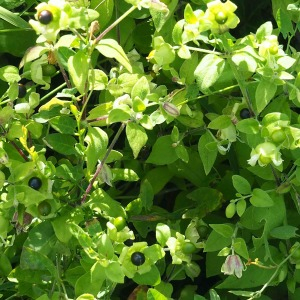 Photographie n°2538660 du taxon Silene baccifera (L.) Roth