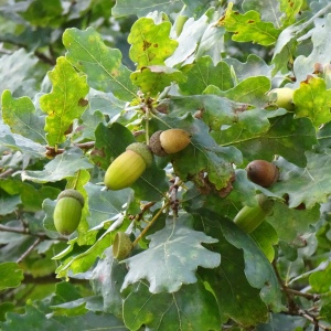 Photographie n°2538665 du taxon Quercus robur L. [1753]