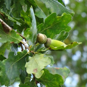 Photographie n°2538666 du taxon Quercus robur L. [1753]