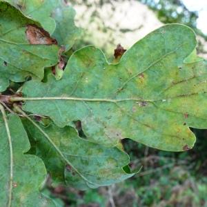 Photographie n°2538667 du taxon Quercus robur L. [1753]