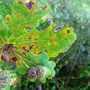 Photographie n°2538680 du taxon Quercus robur L. [1753]