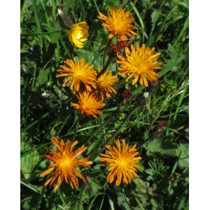 Crepis aurea (L.) Cass. subsp. aurea (Crépide dorée)