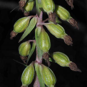 Photographie n°2538817 du taxon Epipactis purpurata Sm. [1828]