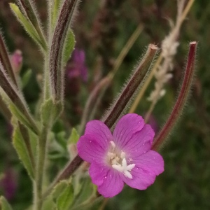 Photographie n°2538828 du taxon Epilobium hirsutum L.