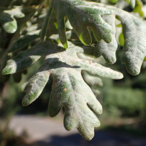 Photographie n°2538848 du taxon Quercus pyrenaica Willd.