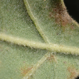 Photographie n°2538850 du taxon Quercus pyrenaica Willd.