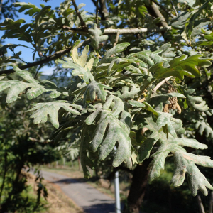 Photographie n°2538851 du taxon Quercus pyrenaica Willd.