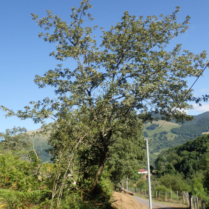 Photographie n°2538852 du taxon Quercus pyrenaica Willd.