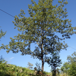 Photographie n°2538853 du taxon Quercus pyrenaica Willd.