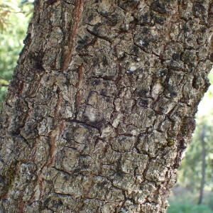 Photographie n°2538854 du taxon Quercus pyrenaica Willd.