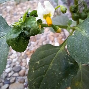 Photographie n°2538902 du taxon Solanum nigrum L.