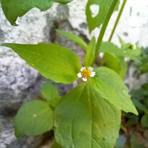 Photographie n°2538907 du taxon Galinsoga quadriradiata Ruiz & Pav.