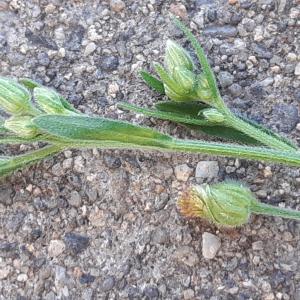 Photographie n°2538912 du taxon Erigeron sumatrensis Retz.