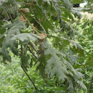 Photographie n°2538972 du taxon Quercus pyrenaica Willd.