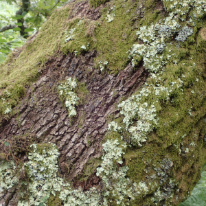 Photographie n°2538978 du taxon Quercus pyrenaica Willd.
