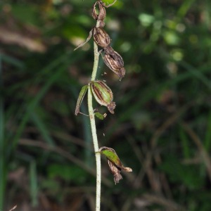 Photographie n°2538982 du taxon Epipactis helleborine (L.) Crantz