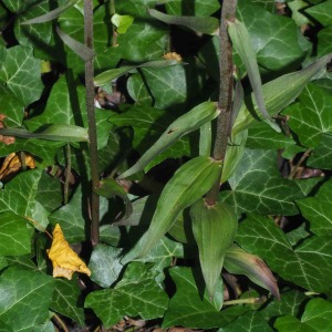Photographie n°2538985 du taxon Epipactis purpurata Sm. [1828]