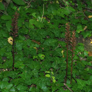 Photographie n°2538990 du taxon Neottia nidus-avis (L.) Rich.