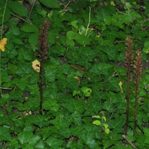 Photographie n°2538991 du taxon Neottia nidus-avis (L.) Rich. [1817]