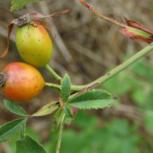 Photographie n°2539002 du taxon Rosa agrestis Savi