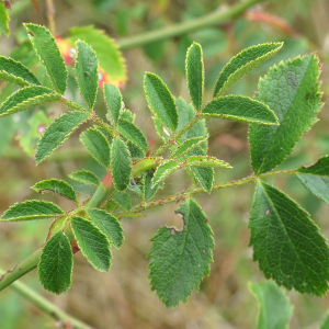 Photographie n°2539003 du taxon Rosa agrestis Savi