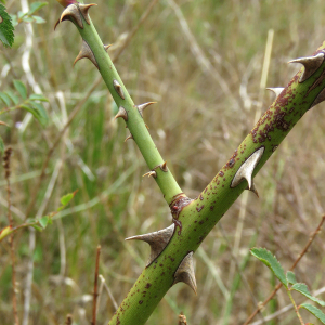 Photographie n°2539004 du taxon Rosa agrestis Savi