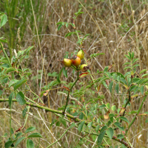 Photographie n°2539005 du taxon Rosa agrestis Savi