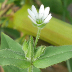 Photographie n°2539039 du taxon Stellaria aquatica (L.) Scop.