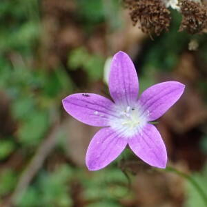 Photographie n°2539042 du taxon Campanula patula L.