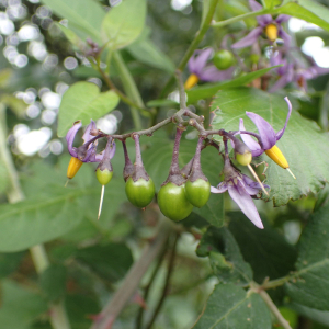 Photographie n°2539054 du taxon Solanum dulcamara L.