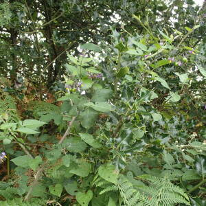 Photographie n°2539055 du taxon Solanum dulcamara L.