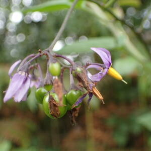 Photographie n°2539056 du taxon Solanum dulcamara L.