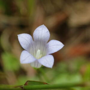 Photographie n°2539065 du taxon Wahlenbergia hederacea (L.) Rchb.