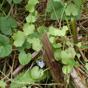 Photographie n°2539068 du taxon Wahlenbergia hederacea (L.) Rchb.