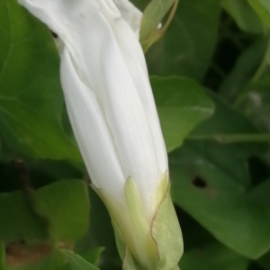 Photographie n°2539083 du taxon Convolvulus sepium L.