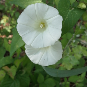 Photographie n°2539085 du taxon Convolvulus sepium L.