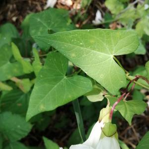 Photographie n°2539086 du taxon Convolvulus sepium L.