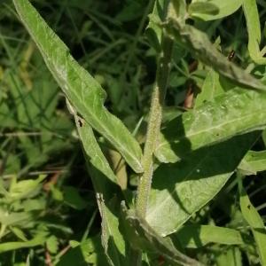 Photographie n°2539088 du taxon Lythrum salicaria L.