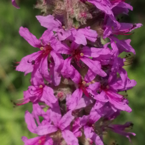 Photographie n°2539089 du taxon Lythrum salicaria L.