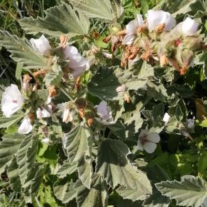 Photographie n°2539090 du taxon Althaea officinalis L.