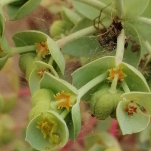 Photographie n°2539093 du taxon Euphorbia paralias L.