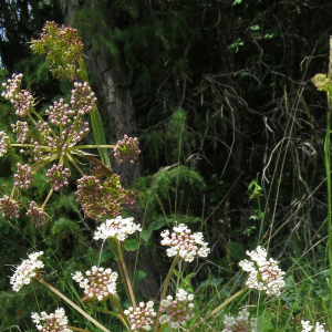 Photographie n°2539096 du taxon Cervaria rivini Gaertn.