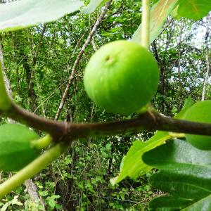 Photographie n°2539127 du taxon Ficus carica L. [1753]