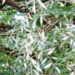 Photographie n°2539136 du taxon Salix alba L. [1753]