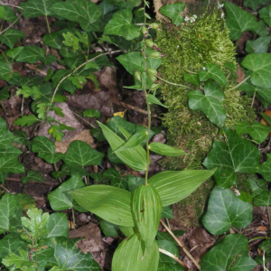 Photographie n°2539158 du taxon Epipactis helleborine (L.) Crantz